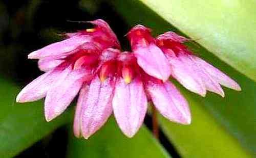 Bulbophyllum corolliferum